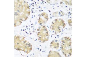Immunohistochemistry of paraffin-embedded human stomach using TRH antibody at dilution of 1:100 (40x lens). (TRH antibody)