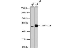 Western blot analysis of extracts of various cell lines, using TNFRSF11B antibody (ABIN6128879, ABIN6149313, ABIN6149314 and ABIN6217181) at 1:3000 dilution. (Osteoprotegerin antibody  (AA 22-280))