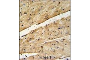 B3GNT7 Antibody (Center) (ABIN650989 and ABIN2840025) IHC analysis in formalin fixed and paraffin embedded mouse heart tissue followed by peroxidase conjugation of the secondary antibody and DAB staining.