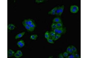 Immunofluorescent analysis of HepG2 cells using ABIN7158630 at dilution of 1:100 and Alexa Fluor 488-congugated AffiniPure Goat Anti-Rabbit IgG(H+L) (LY6H antibody  (AA 26-115))
