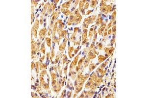Immunohistochemistry (Paraffin-embedded Sections) (IHC (p)) image for anti-Glyceraldehyde-3-Phosphate Dehydrogenase (GAPDH) antibody (ABIN1539789)