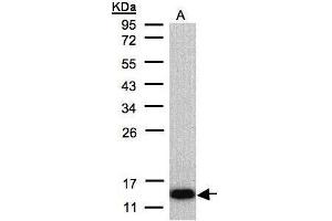 WB Image Sample(30 μg of whole cell lysate) A:Raji, 12% SDS PAGE antibody diluted at 1:500