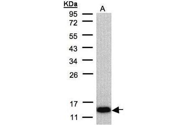 COX6A2 anticorps  (C-Term)