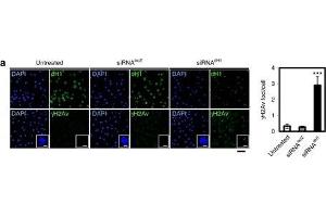 Immunofluorescence (Cultured Cells) (IF (cc)) image for anti-Histone H2A Variant (HIS2AV) (Internal Region), (pSer137) antibody (ABIN129671)
