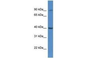 Image no. 1 for anti-Chromosome 9 Open Reading Frame 64 (C9orf64) (AA 266-315) antibody (ABIN6746824) (C9orf64 antibody  (AA 266-315))