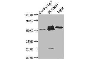 Immunoprecipitating PRUNE1 in HepG2 whole cell lysate Lane 1: Rabbit control IgG instead of ABIN7152277 in HepG2 whole cell lysate. (Exopolyphosphatase PRUNE1 (PRUNE1) (AA 1-168) antibody)