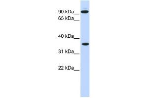 WB Suggested Anti-EXT2 Antibody Titration:  0. (EXT2 antibody  (N-Term))