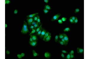 Immunofluorescence staining of HepG2 cells with ABIN7166030 at 1:133, counter-stained with DAPI. (S1A1 (AA 2-94) antibody)