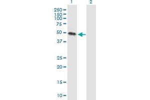 Western Blot analysis of KREMEN2 expression in transfected 293T cell line by KREMEN2 MaxPab polyclonal antibody. (KREMEN2 antibody  (AA 1-420))