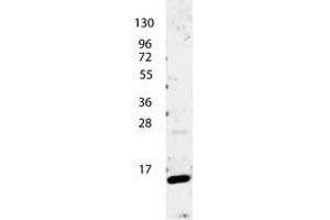 Image no. 1 for anti-Interleukin 4 (IL4) antibody (ABIN1102499) (IL-4 antibody)