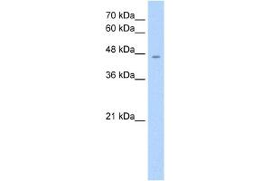 WB Suggested Anti-RHAG Antibody Titration:  1.