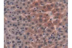 DAB staining on IHC-P; Samples: Mouse Liver Tissue (PON1 antibody  (AA 2-186))