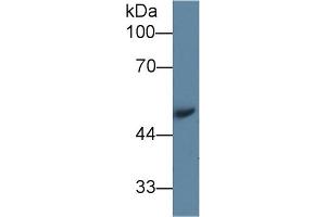 Western Blot; Sample: Mouse Serum; Primary Ab: 1µg/ml Rabbit Anti-Mouse AGT Antibody Second Ab: 0. (AGT antibody  (AA 23-477))