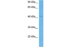Host:  Mouse  Target Name:  IHH  Sample Tissue:  Mouse Heart  Antibody Dilution:  1ug/ml (Indian Hedgehog antibody  (N-Term))