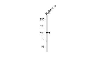 Western blot analysis of lysate from human placenta tissue lysate, using LEPRE1 Antibody (Center) (ABIN6243368 and ABIN6577484). (LEPRE1 antibody  (AA 499-533))