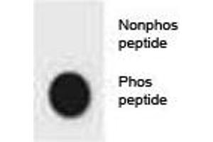 Dot blot analysis of phospho-CDKN2A antibody. (CDKN2A antibody  (pSer8))