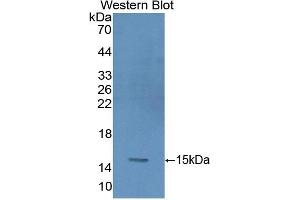 Detection of Recombinant GYPA, Human using Polyclonal Antibody to Glycophorin A (GYPA) (CD235a/GYPA antibody  (AA 20-91))