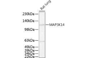 Western blot analysis of extracts of Rat lung, using MK14 antibody (ABIN6130536, ABIN6143497, ABIN6143498 and ABIN6215270) at 1:500 dilution. (MAP3K14 antibody  (AA 648-947))