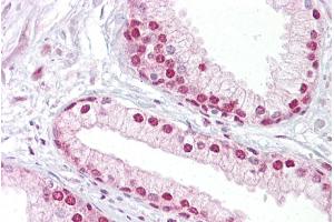Immunohistochemistry with Prostate tissue at an antibody concentration of 5µg/ml using anti-TCEA1 antibody (ARP33407_P050) (TCEA1 antibody  (N-Term))