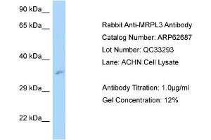 Western Blotting (WB) image for anti-Mitochondrial Ribosomal Protein L3 (MRPL3) (N-Term) antibody (ABIN2789211)