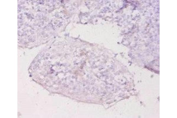 MT1E antibody  (AA 4-59)