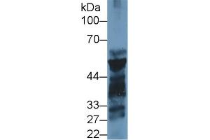 Western blot analysis of Mouse Pancreas lysate, using Rat PL Antibody (1 µg/ml) and HRP-conjugated Goat Anti-Rabbit antibody (
