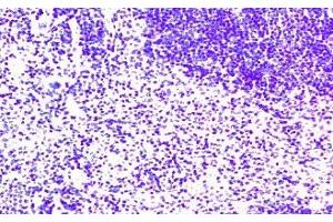 Immunohistochemistry on paraffin section of mouse spleen (CCR7 antibody  (AA 2-22))