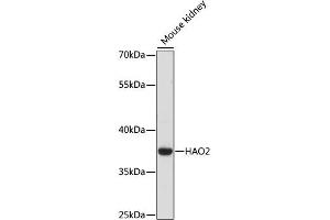 Western blot analysis of extracts of Mouse kidney, using HAO2 antibody (ABIN6289970) at 1:1000 dilution. (Hydroxyacid Oxidase 2 (HAO2) antibody)