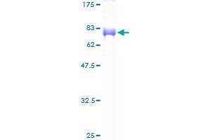 DP2 Protein (AA 1-386) (GST tag)