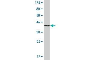 Western Blot detection against Immunogen (42.