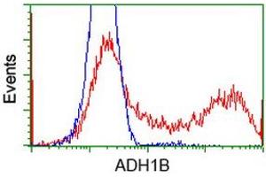 HEK293T cells transfected with either RC205391 overexpress plasmid (Red) or empty vector control plasmid (Blue) were immunostained by anti-ADH1B antibody (ABIN2454480), and then analyzed by flow cytometry. (ADH1B antibody)