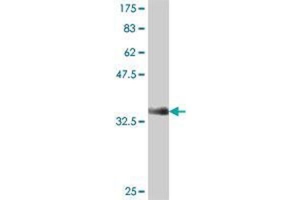 NCAPG2 antibody  (AA 177-274)