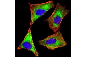 Immunofluorescent analysis of 4% paraformaldehyde-fixed, 0. (EIF2AK2 antibody)