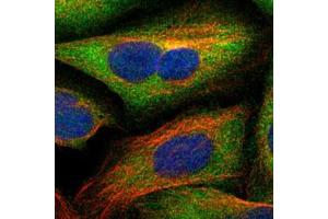 Immunofluorescent staining of U-2 OS cells with SCRN1 polyclonal antibody  (Green) shows localization to cytosol.