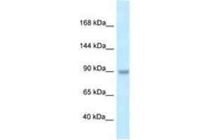 Image no. 1 for anti-TBC1 Domain Family, Member 2B (TBC1D2B) (AA 570-619) antibody (ABIN6747656)