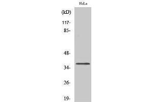 Western Blotting (WB) image for anti-Olfactory Receptor, Family 4, Subfamily Q, Member 3 (OR4Q3) (C-Term) antibody (ABIN3176563) (OR4Q3 antibody  (C-Term))