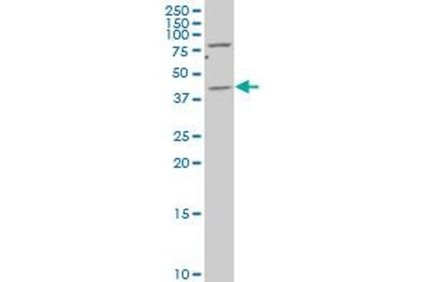 TSKU antibody  (AA 254-353)