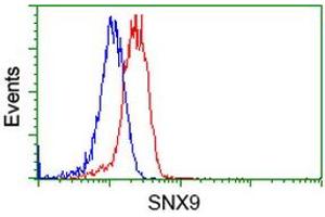Image no. 3 for anti-Sorting Nexin 9 (SNX9) antibody (ABIN1501050) (SNX9 antibody)
