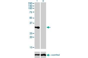 Western blot analysis of TNFRSF7 over-expressed 293 cell line, cotransfected with TNFRSF7 Validated Chimera RNAi (Lane 2) or non-transfected control (Lane 1). (CD27 antibody  (AA 1-260))