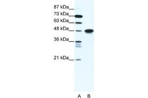 WB Suggested Anti-ENO1 Antibody Titration:  1. (ENO1 antibody  (C-Term))