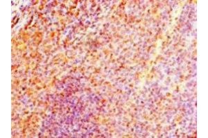 Immunohistochemistry of paraffin-embedded human tonsil tissue using ABIN7161584 at dilution of 1:100 (NMNAT3 antibody  (AA 1-215))