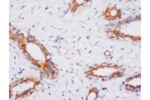 Image no. 1 for anti-Protein Phosphatase 2, Catalytic Subunit, alpha Isozyme (PPP2CA) (N-Term) antibody (ABIN1495037) (PPP2CA antibody  (N-Term))