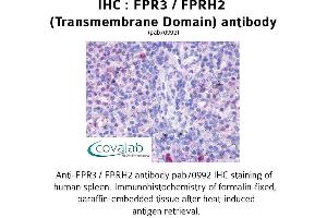 Image no. 1 for anti-Formyl Peptide Receptor 3 (FPR3) antibody (ABIN1734461) (FPR3 antibody)