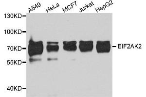 Western blot analysis of extracts of various cell lines, using Eif2ak2 antibody (ABIN5973251) at 1/1000 dilution. (EIF2AK2 antibody)
