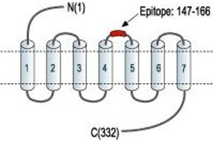 Adenosine A2b Receptor (ADORA2B) peptide