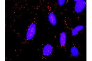 Proximity Ligation Analysis of protein-protein interactions between SMURF1 and GNG11. (GNG11 antibody  (AA 1-69))