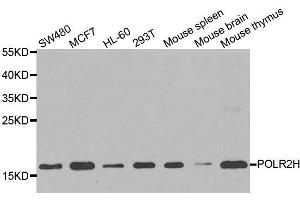 Western blot analysis of extracts of various cell lines, using POLR2H antibody. (POLR2H antibody  (AA 1-150))