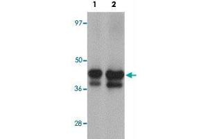 Western blot analysis of YBX2 in human testis tissue lysate with YBX2 polyclonal antibody  at (1) 1 and (2) 2 ug/mL. (YBX2 antibody  (C-Term))