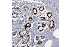 Immunohistochemistry (Formalin/PFA-fixed paraffin-embedded sections) of human breast with SUB1 polyclonal antibody  shows strong nuclear positivity in glandular cells. (SUB1 antibody)