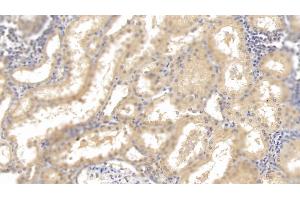 Detection of HRG in Human Kidney Tissue using Monoclonal Antibody to Histidine Rich Glycoprotein (HRG) (HRG antibody  (AA 18-254))